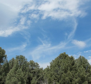 Wispy clouds above pinon pines