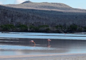 This saltwater lagoon is a flamingo area.