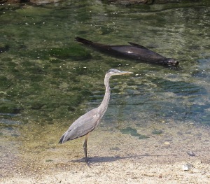 A great blue heron in the port.