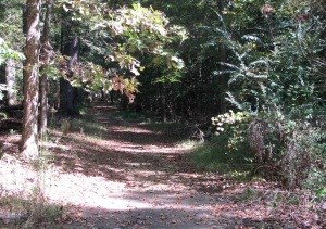This is what the Natchez Trace looks like today near Mt. Locust.
